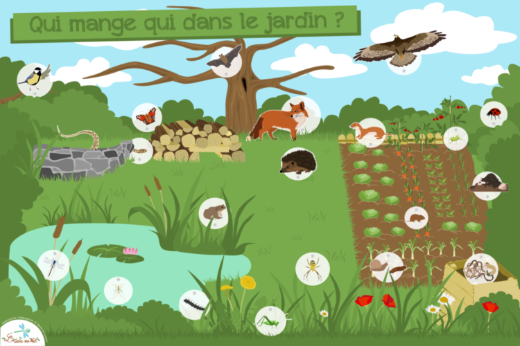 Bache-trophique-2017-versionWEB