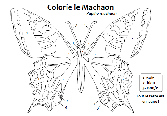 machaon