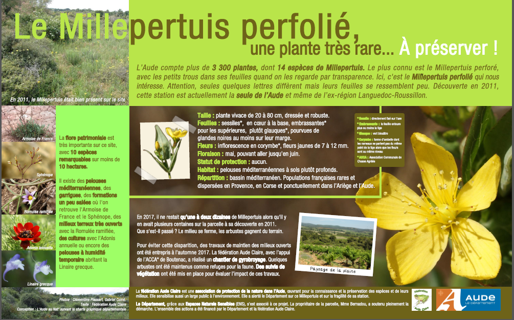 Millepertuis perfolié - panneau ENS